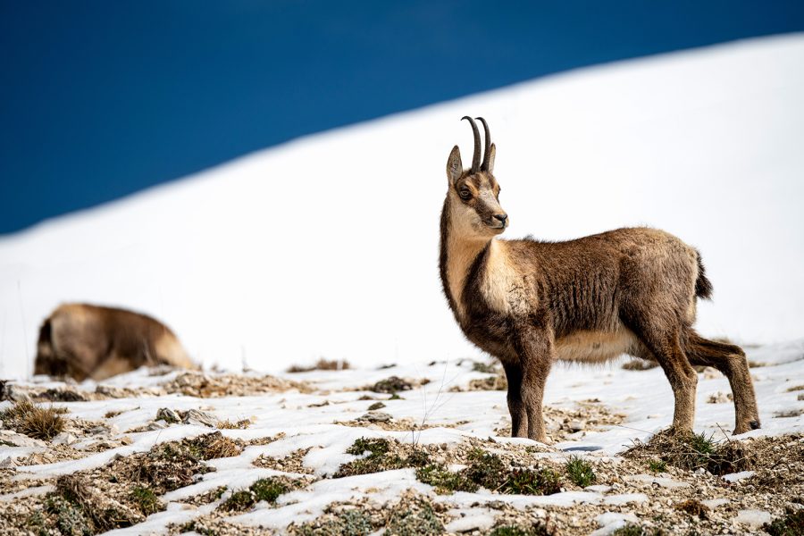 web-chamois-9990